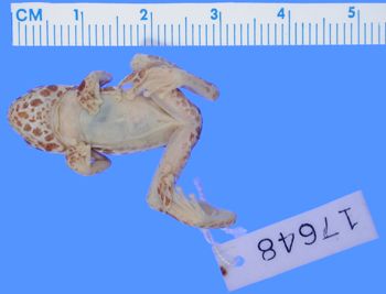 Media type: image; Herpetology A-17648